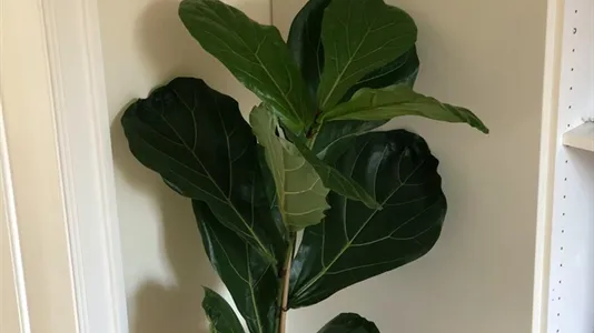 Værelser i Hellerup - billede 6